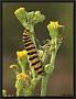 Sint Jacobsvlinder (rups), Cinnabar Moth (caterpillar), Tyria jacobaeae Location: Hoge Veluwe, the Netherlands sint jacobsvlinder rups DSC 0066-01 kopie